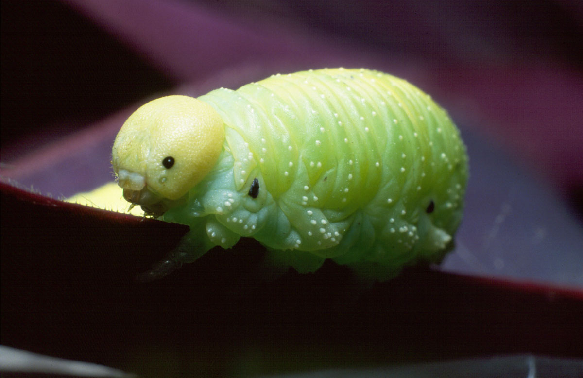 Insects - Insekti